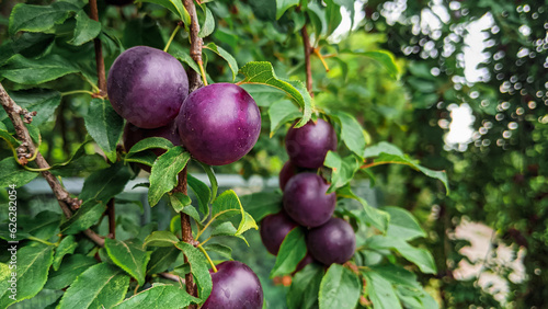 Purple prunes harvest. Violet sweet berries on plum tree branch. selective focus. Agriculture Harversting background photo