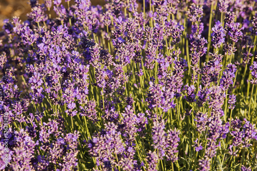 Soft focus flowers, beautiful lavender flowers blooming.