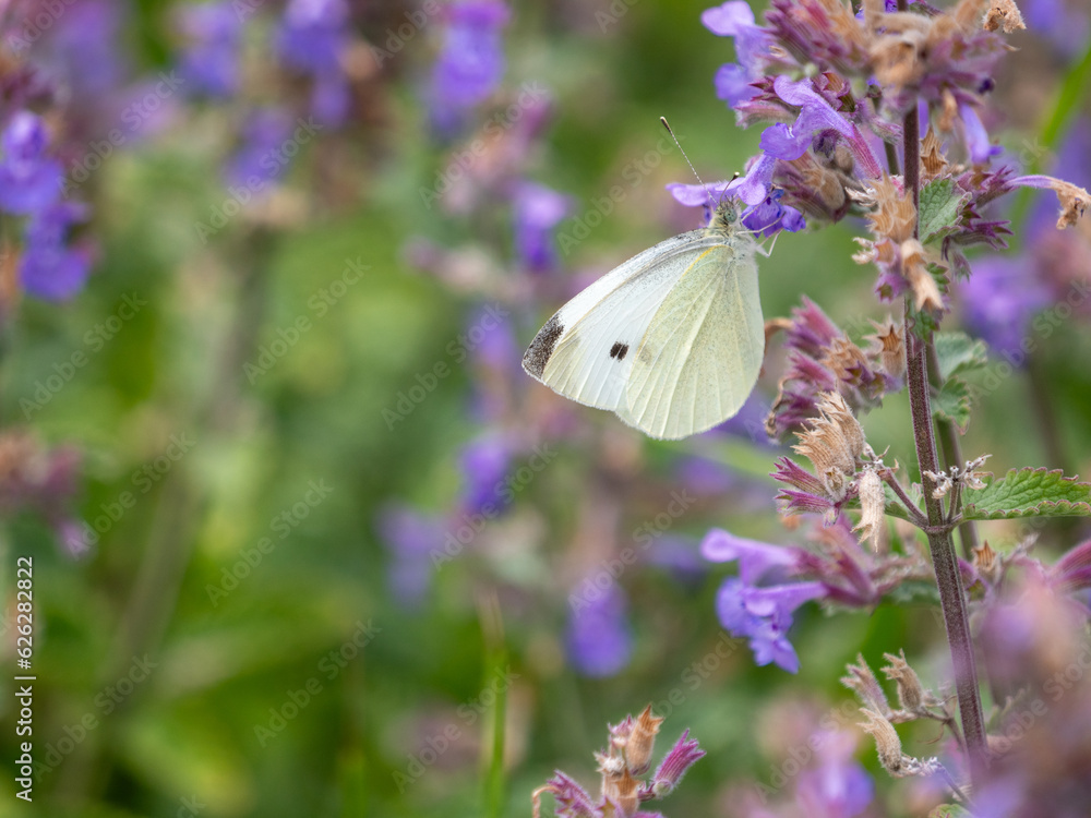 cabbage butterfly on a flower cabbage butterfly on a flower