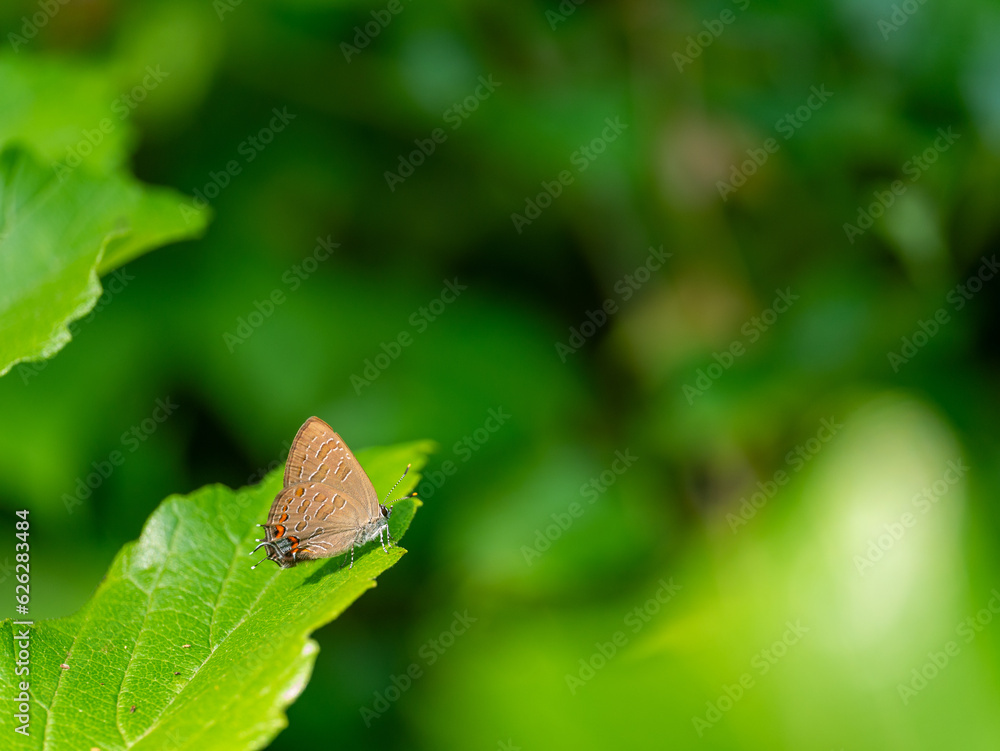 Striped Hairstreak Satyrium liparops butterfly on leaf Striped Hairstreak Satyrium liparops butterfly on leaf