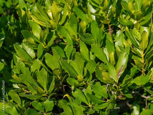 Northern Bayberry Morella pensylvanica leaves photo