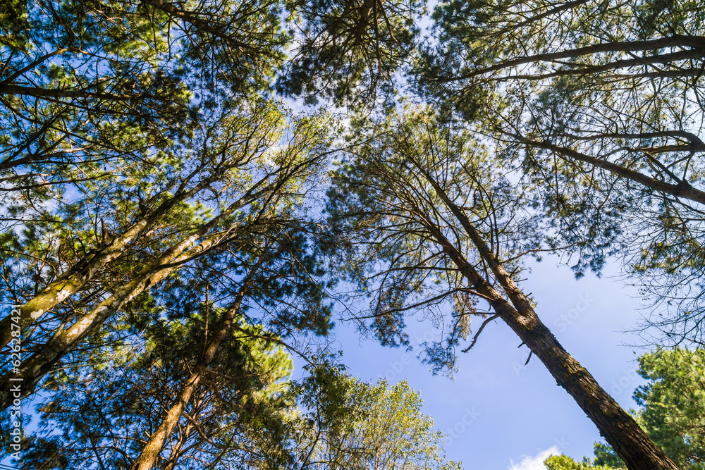 Mountain pine tree forest look up view sunny light Mountain pine tree forest look up view sunny light