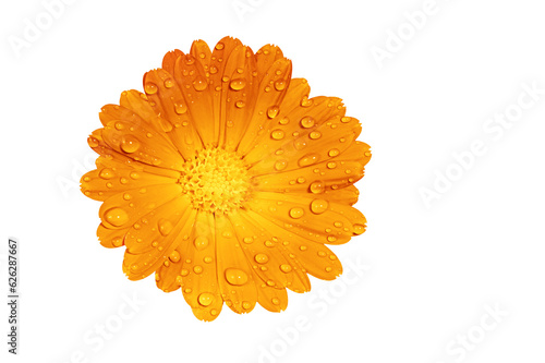 Beautiful calendula flower with rain droplets isolated on white background. Marigold flowers close-up. photo