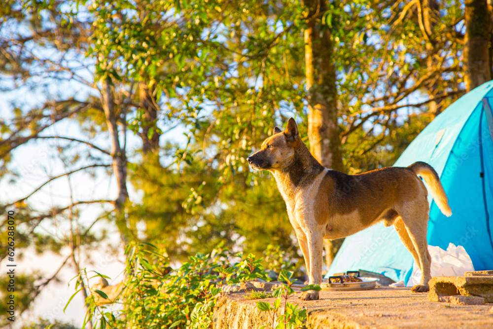 Dog in camping forest site on mountain hill morning sunrise Dog in camping forest site on mountain hill morning sunrise