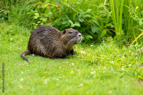 Full body of nutria on the green pond meadow