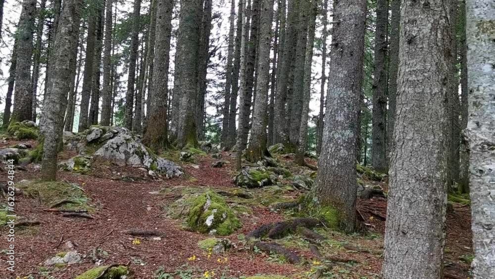 Walk in the forest. Mountain forest in summer. Huge stones and tree roots Walk in the forest. Mountain forest in summer. Huge stones and tree roots