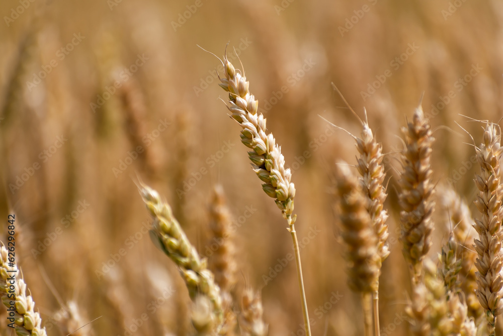 Ears of wheat in a cereal field in summer, stem and grain
