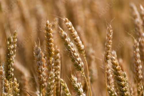 Ears of wheat in a cereal field in summer, stem and grain