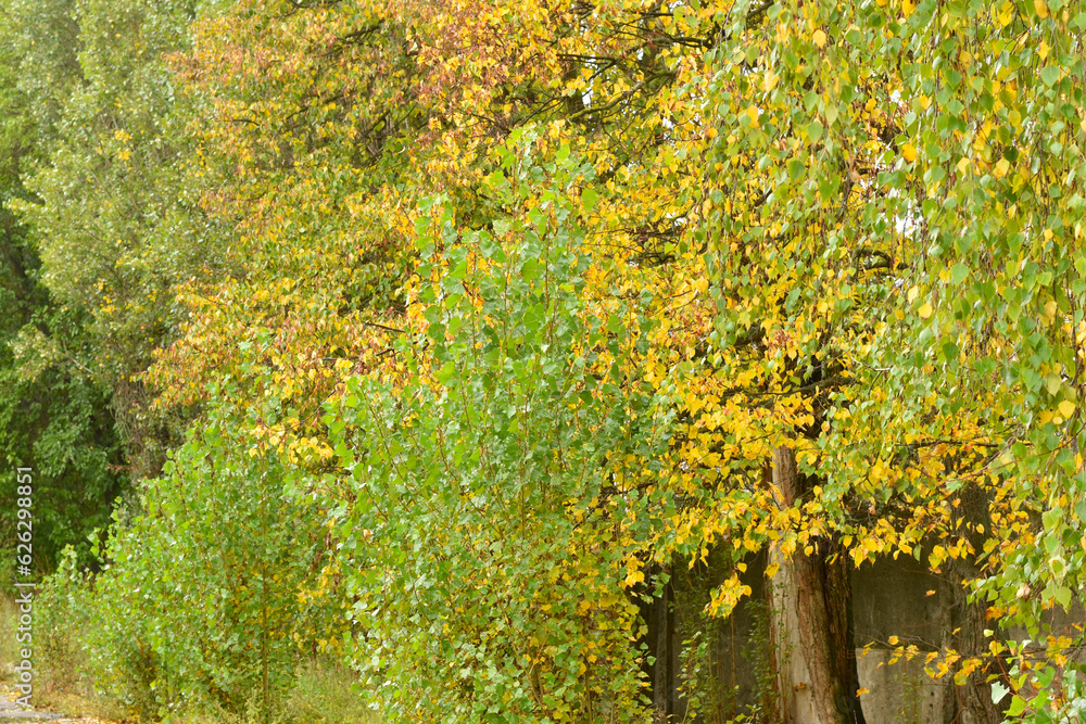 Autumn. Dense crowns of trees with yellow leaves. Autumn. Dense crowns of trees with yellow leaves.