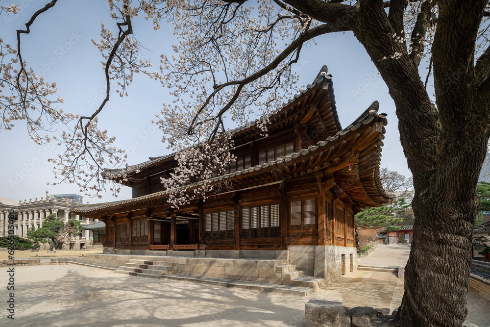 Cherry blossoms on Deoksugung palace, Seoul, Korea Cherry blossoms on Deoksugung palace, Seoul, Korea