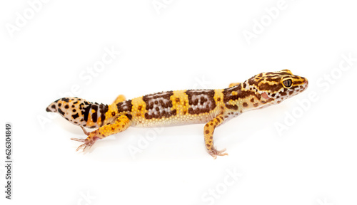 Lizard Eublefar on a white background. Exotic animal as a pet.