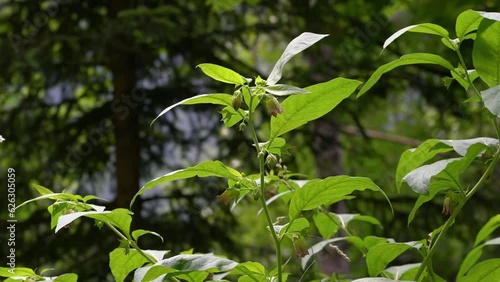 Deadly Nightshade in natural ambient, blooming (Atropa belladonna) - (4K)