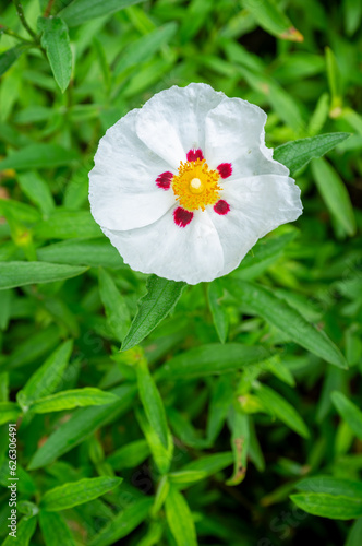 Tableau sur toile Blossoming gum rock rose - cistus ladanifer in a garden in the summer in England