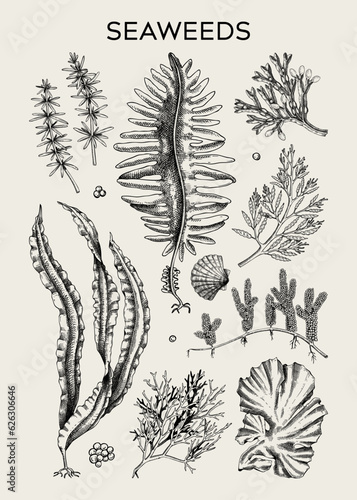 Edible seaweed poster design. Hand-drawn underwater algae - kelp, kombu, wakame, hijiki sketches. Asian cuisine, plant-based food, healthy food ingredients, seafood restaurant menu, wall art, print
