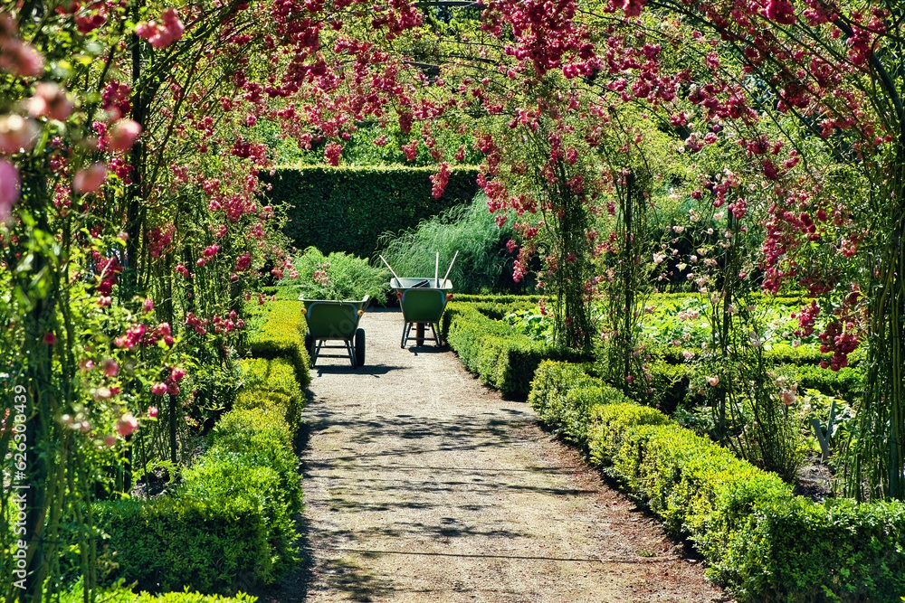 Wheelbarrows on a footpath with tunnel of flowering roses in a formal garden with box hedges. Park of Menkemaborg, Uithuizen, province of Groningen, the Netherlands
