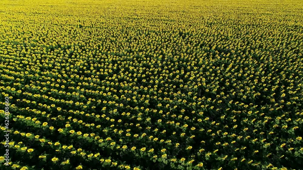 Aerial 4K drone view of a big sunflower field during a summer sunrise. Agriculture and farm industry. Aerial 4K drone view of a big sunflower field during a summer sunrise. Agriculture and farm industry.