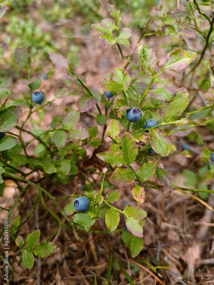 Blueberry bushes in the forest. Blueberries right on the branch, wild berries in a natural environment. Blueberry bushes in the forest. Blueberries right on the branch, wild berries in a natural environment.