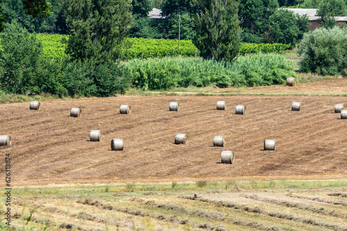 Rotoli di fieno in un campo lavorato. photo