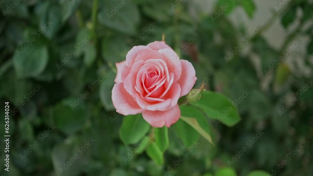A pink rose in the sun moved by the wind A pink rose in the sun moved by the wind