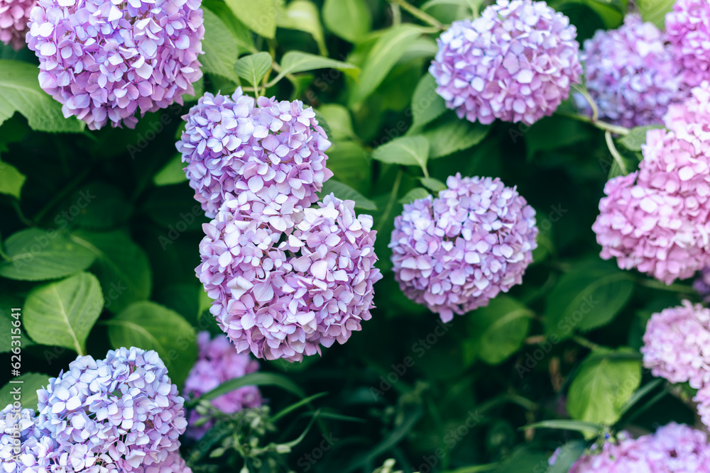 Hydrangea bush with pink,Blue and lilac flowers Hydrangea bush with pink,Blue and lilac flowers