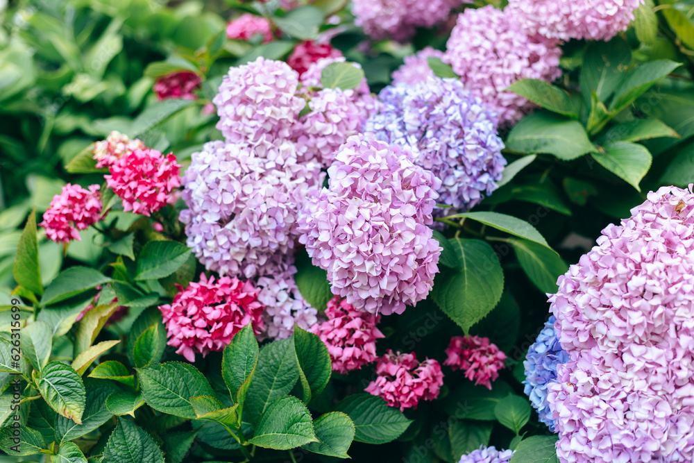 Hydrangea bush with pink,Blue and lilac flowers Hydrangea bush with pink,Blue and lilac flowers