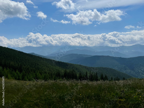 beautiful landscape in the mountains. coniferous forest, summer mountains, green grass. beautiful sky background. Carpathians, Ukraine, Europe. Beauty of nature. © Yanina