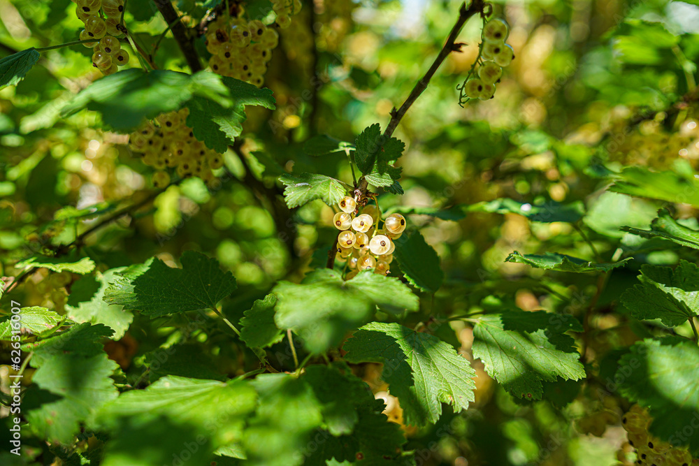 white and red Currants in a sunny Garden in Bavaria Germany white and red Currants in a sunny Garden in Bavaria Germany