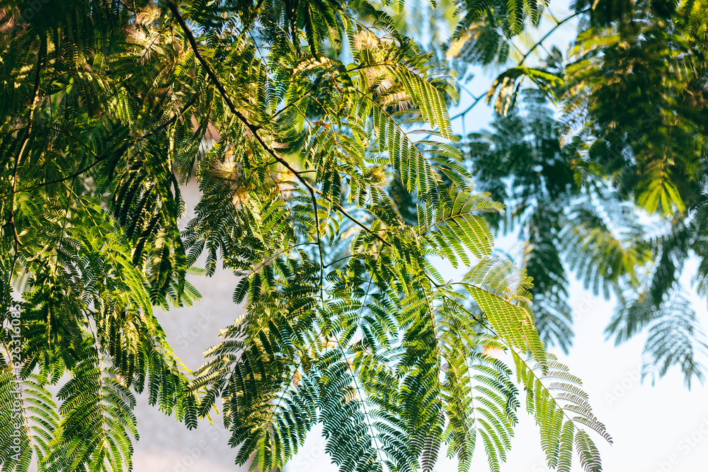 Tree Branches With Green Leaves Shining With Sunlight Tree Branches With Green Leaves Shining With Sunlight