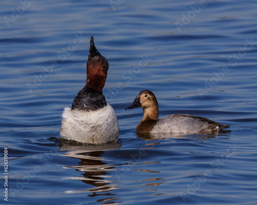 This male Canvasback duck is showing off by wagging his head from side to side, causing a spray of water drops to fly through the air.  The female watches but does not appear to be overly impressed. photo