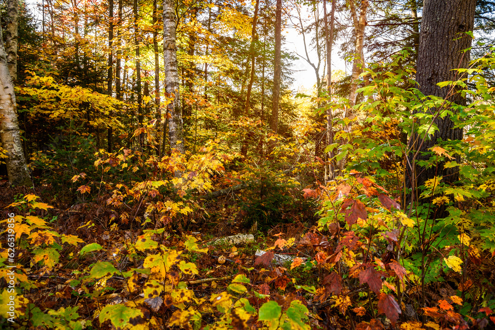 View of a dense autumnal forest on a sunny day. Natural background.