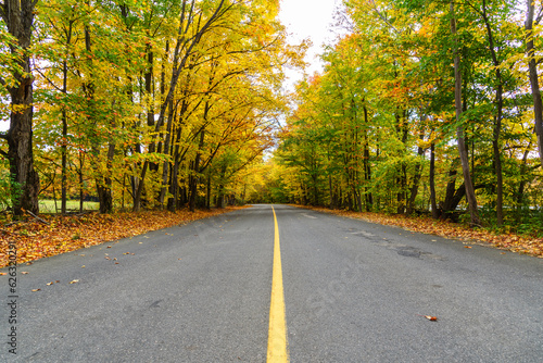 View of an empty road lined with trees at the peak of fall foliage