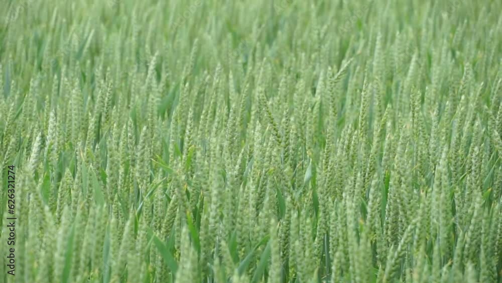 Agricultural background. Green ears of corn close-up Agricultural background. Green ears of corn close-up