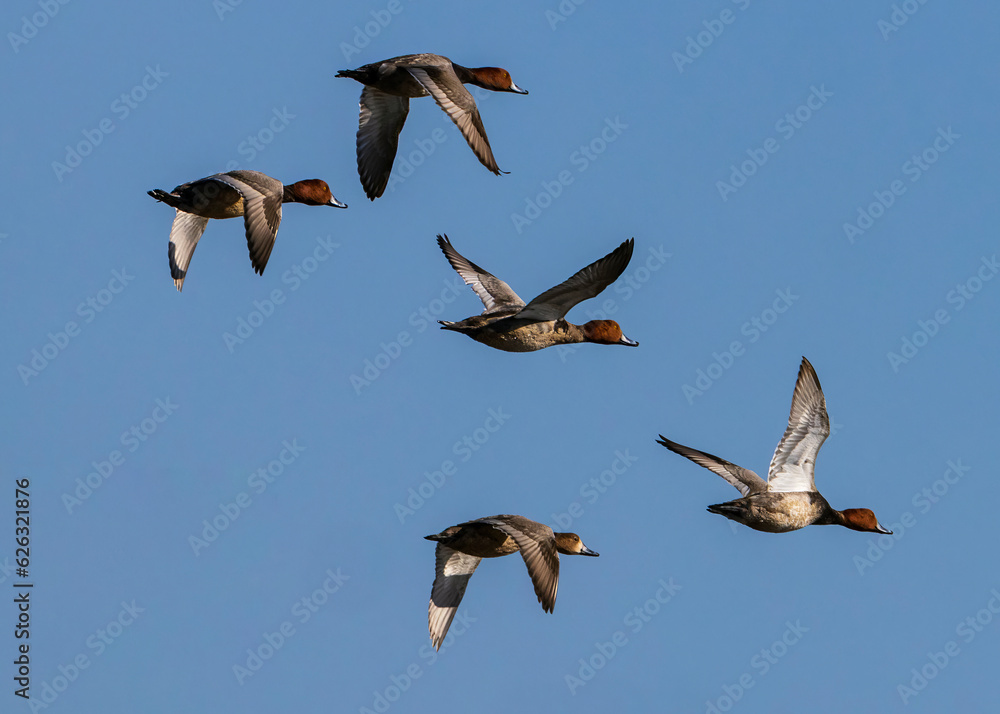 Obraz premium This wider shot of five Redhead ducks flying was seen at St Marks NWR. There are four males and one female in this grouping. At times there would be more than a dozen seen in a flock.