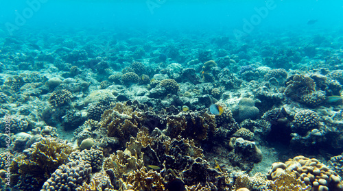 View of Sharm El Sheik coral reef © mauriziobiso