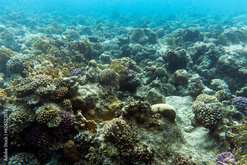 View of Sharm El Sheik coral reef