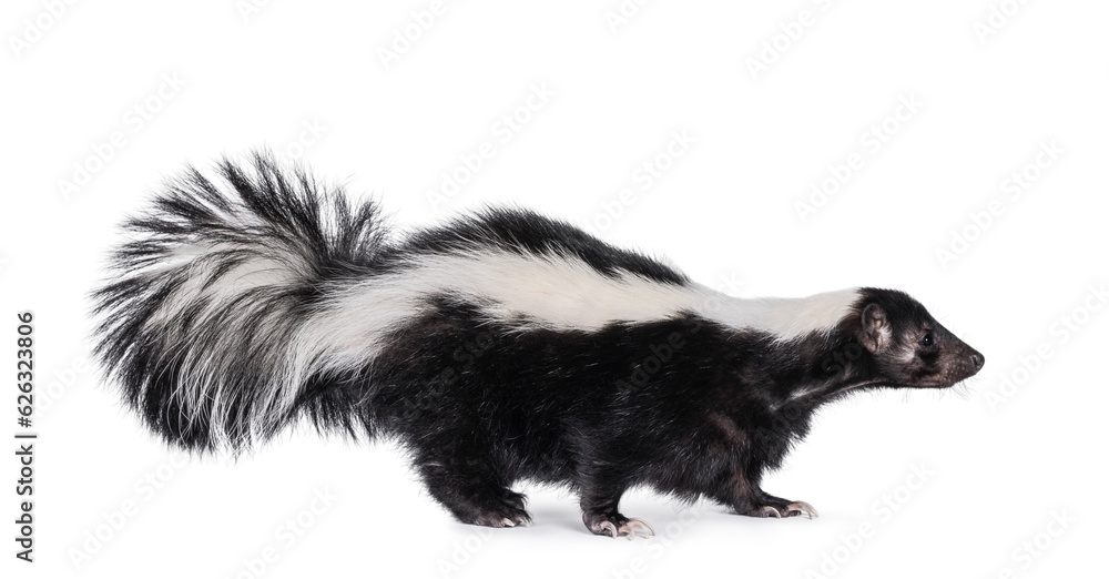 Cute classic black with white stripe young skunk aka Mephitis mephitis, standing side ways. Looking side ways away from camera. Isolated on a white background. Cute classic black with white stripe young skunk aka Mephitis mephitis, standing side ways. Looking side ways away from camera. Isolated on a white background.