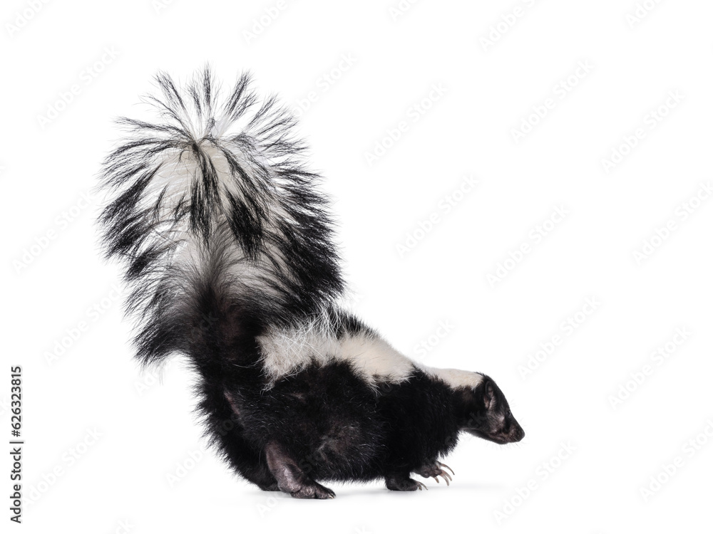 Naklejka premium Cute classic black with white stripe young skunk aka Mephitis mephitis, walking away from camera. Looking away from camera with tail high up. Isolated on a white background.
