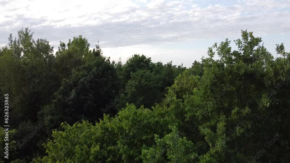Forest background videos Forest background videos