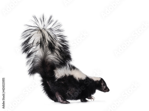 Cute classic black with white stripe young skunk aka Mephitis mephitis, walking away from camera. Looking away from camera with tail high up. Isolated on a white background.