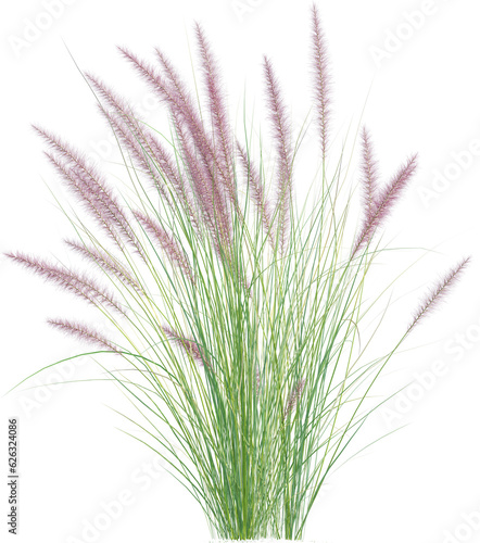 Side view of wild pampas grass