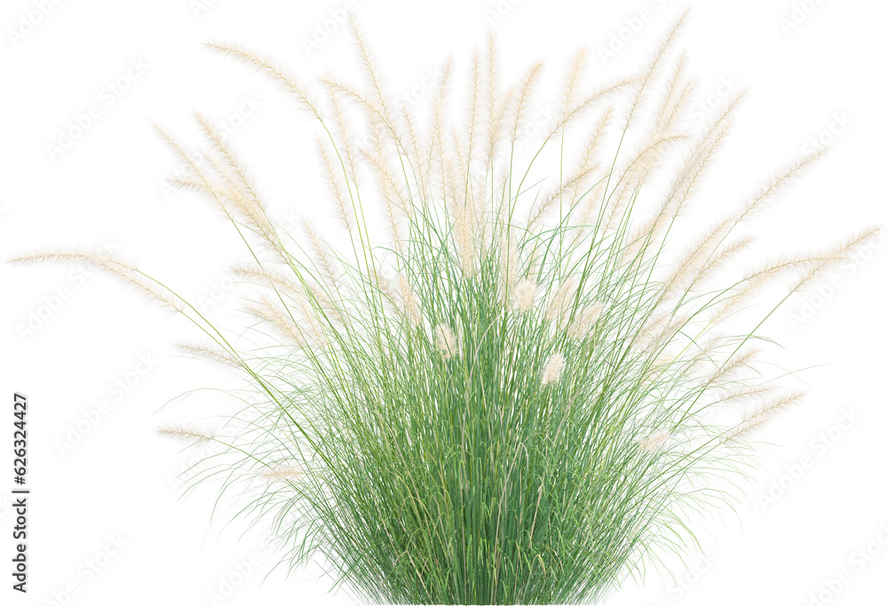 Side view of wild pampas grass Side view of wild pampas grass