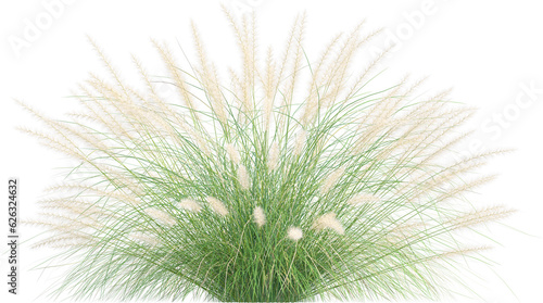 Side view of wild pampas grass