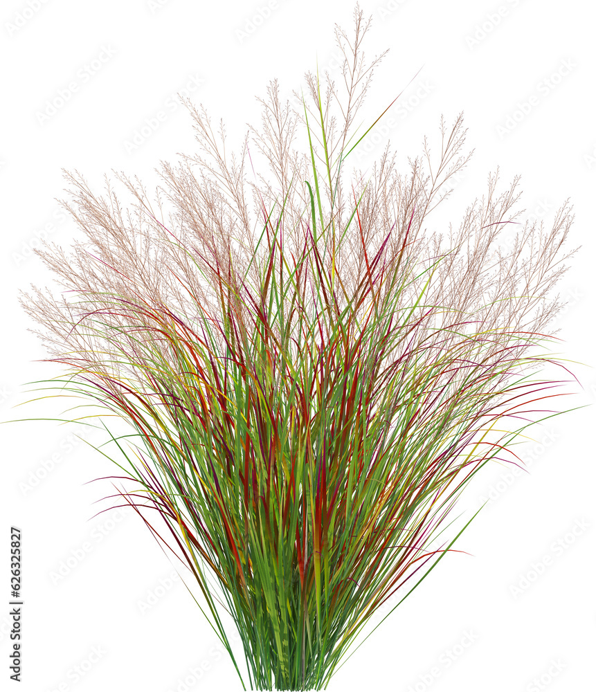 Side view of wild pampas grass Side view of wild pampas grass