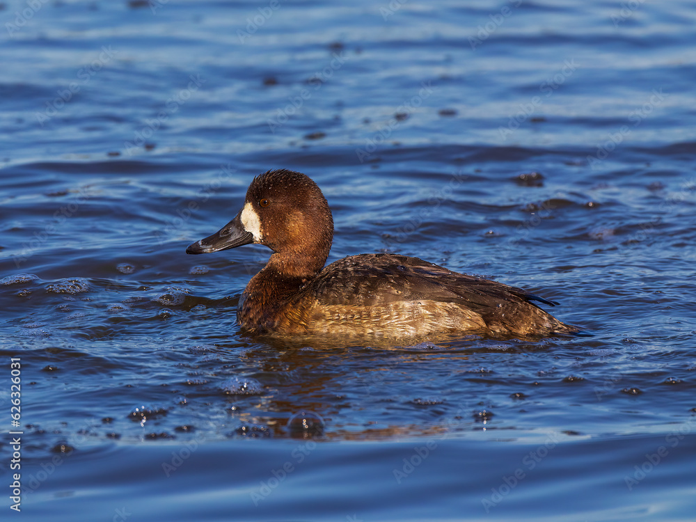 This female Greater Scaup duck was seen in the lighthouse pond at St Marks NWR. It’s swimming parallel to the shoreline and gives us this classic view. This female Greater Scaup duck was seen in the lighthouse pond at St Marks NWR. It’s swimming parallel to the shoreline and gives us this classic view.