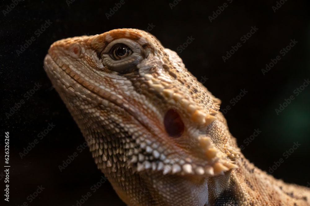Portrait of a captive young bearded dragon.