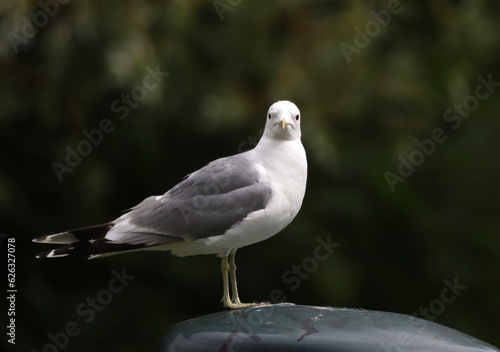 Canvas Print Common gull