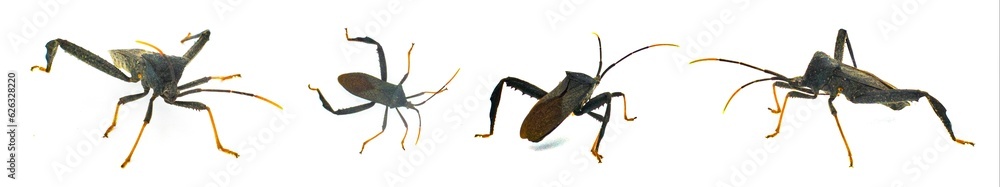 Obraz premium Black and red Acanthocephala terminalis is a species of leaf footed bug in the family Coreidae - orange tipped antennae isolated on white background four views