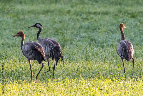 Canvas Print three cranes birds in early morning searching for food in Latvia, Baltic states