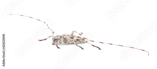 round head or Roundheaded Wood borer - Acanthocinus obsoletus - is a species of longhorn beetle with long antennae of the subfamily Lamiinae. isolated on white background side profile view photo