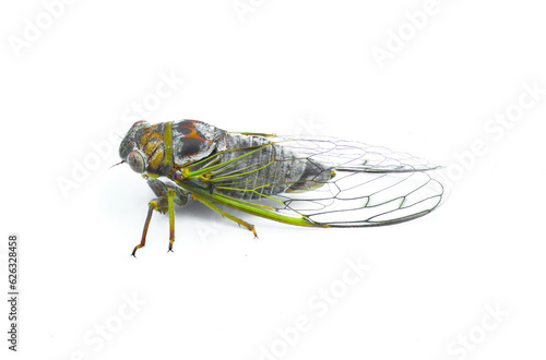 Olympic Scrub Cicada - Diceroprocta olympusa - Has the most extensive distribution of any cicada in Florida isolated on white background side profile view © Chase D’Animulls